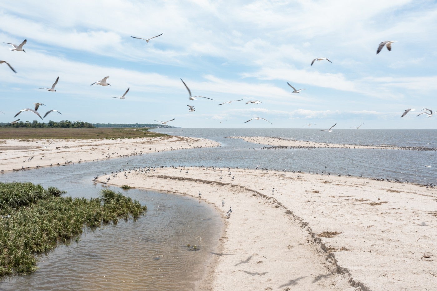 Shorebirds flying over a sandy shoreline in the Delaware Bay