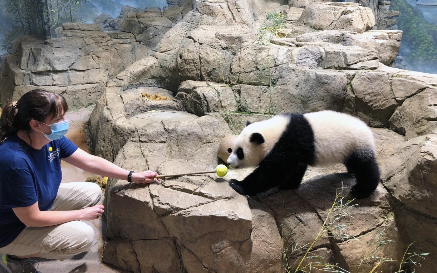 Assistant curator of pandas Laurie Thompson holds a "target" out towards giant panda cub Xiao Qi Ji, who follows the training tool.