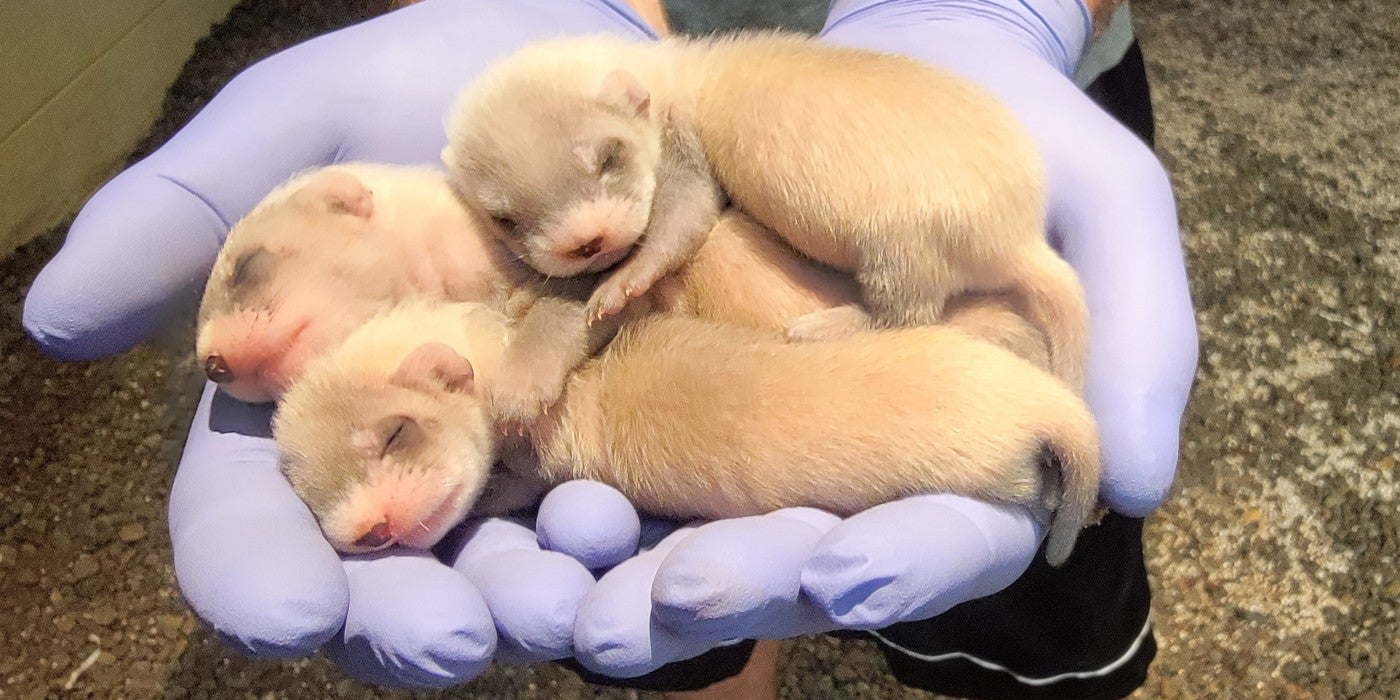 Potpie's three black-footed ferret kits lay vertically on a keepers cupped hands. Two of the kits lay side-by-side in the palm, while the third lays on top of the one in the back.