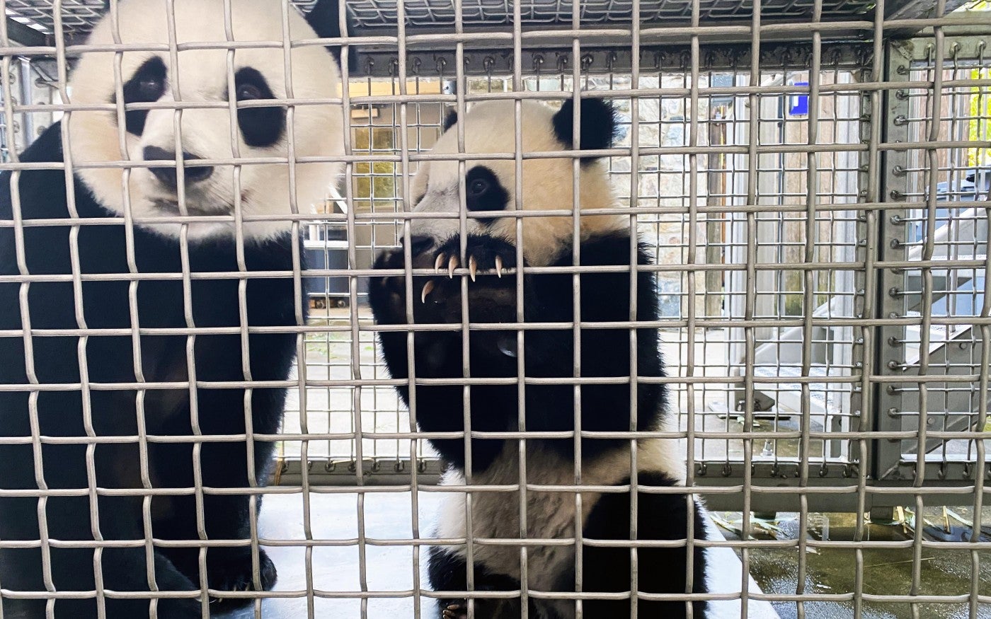 Giant panda Mei Xiang and her son Xiao Qi Ji stand on a scale in a chute that connects the bears' indoor and outdoor habitats.