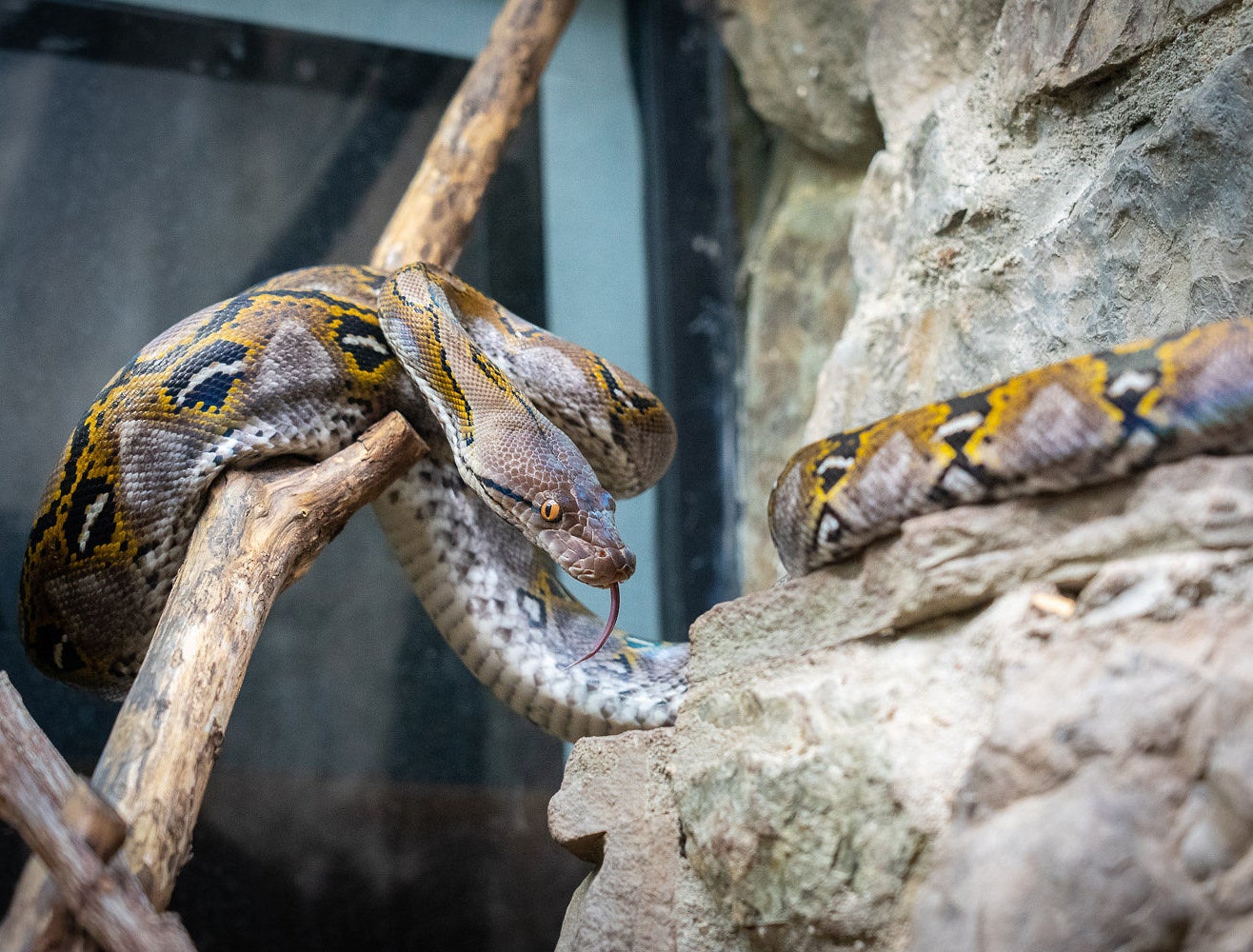 Do Snakes Have Ears? And Other Sensational Serpent Questions   Smithsonian's National Zoo and Conservation Biology Institute