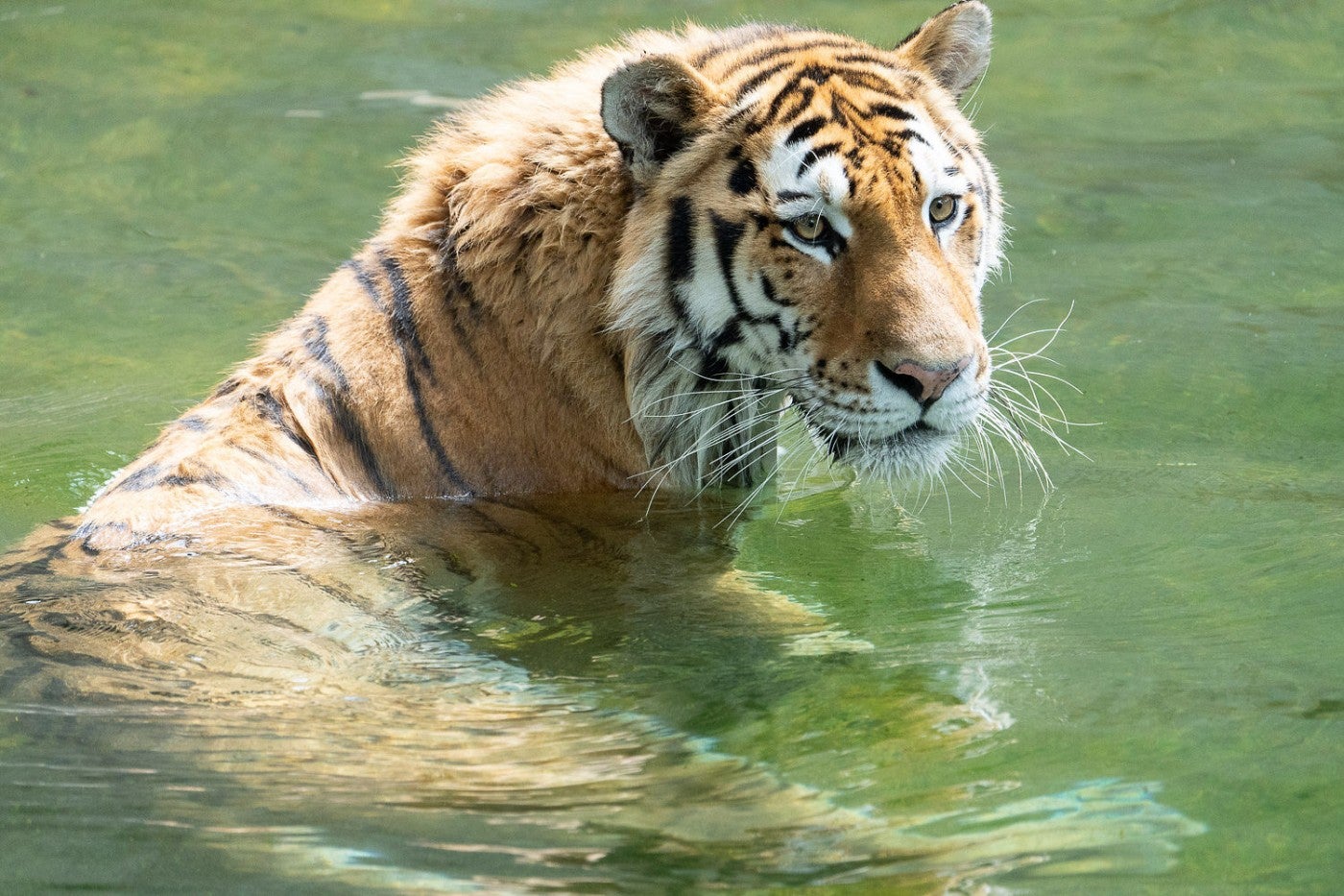 Amur tiger Metis wades in the shallow end of the Great Cats' moat to cool off.