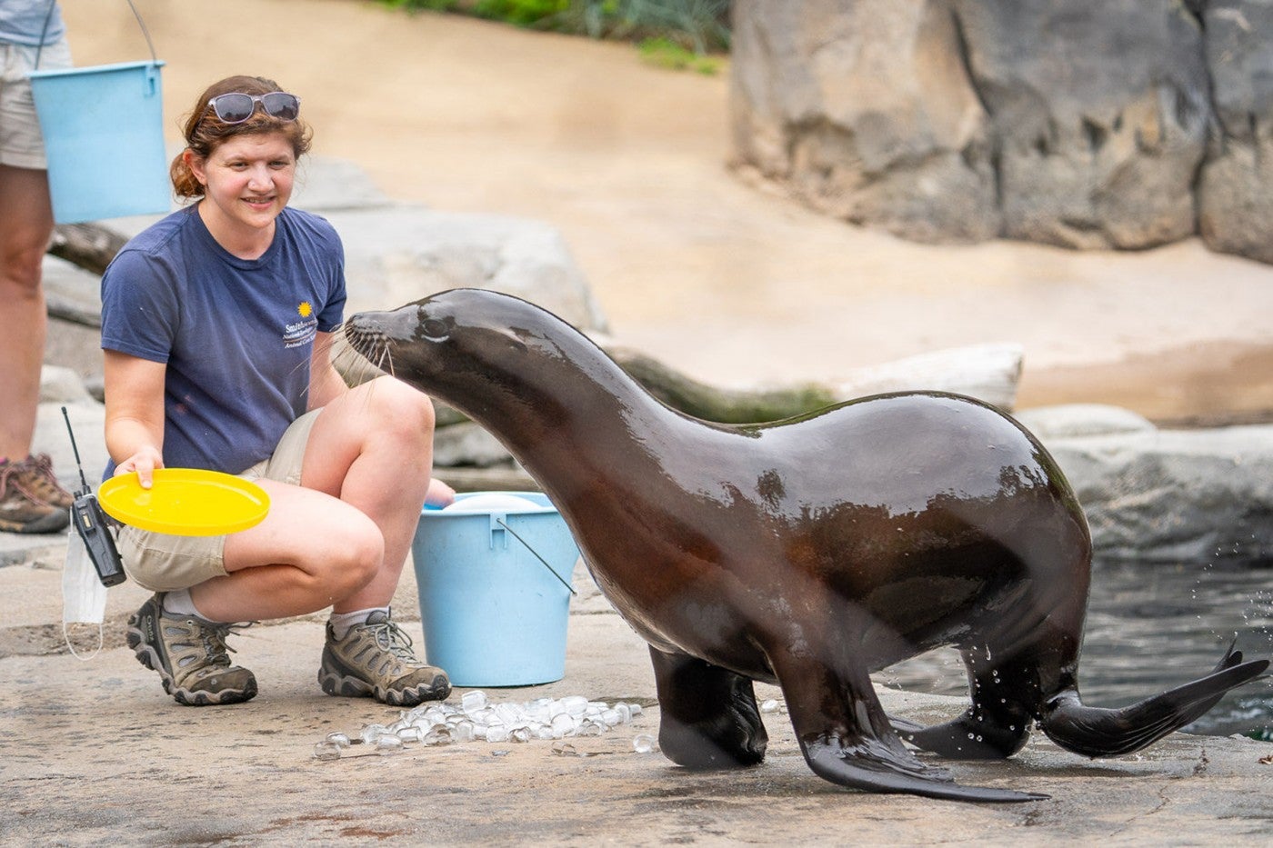 Keeper Diana Vogel trains a sea lion. 