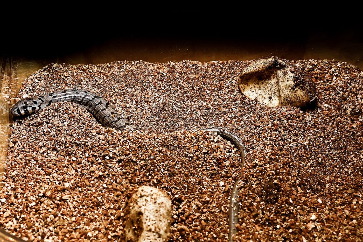 European glass lizard hatchling next to its egg. 