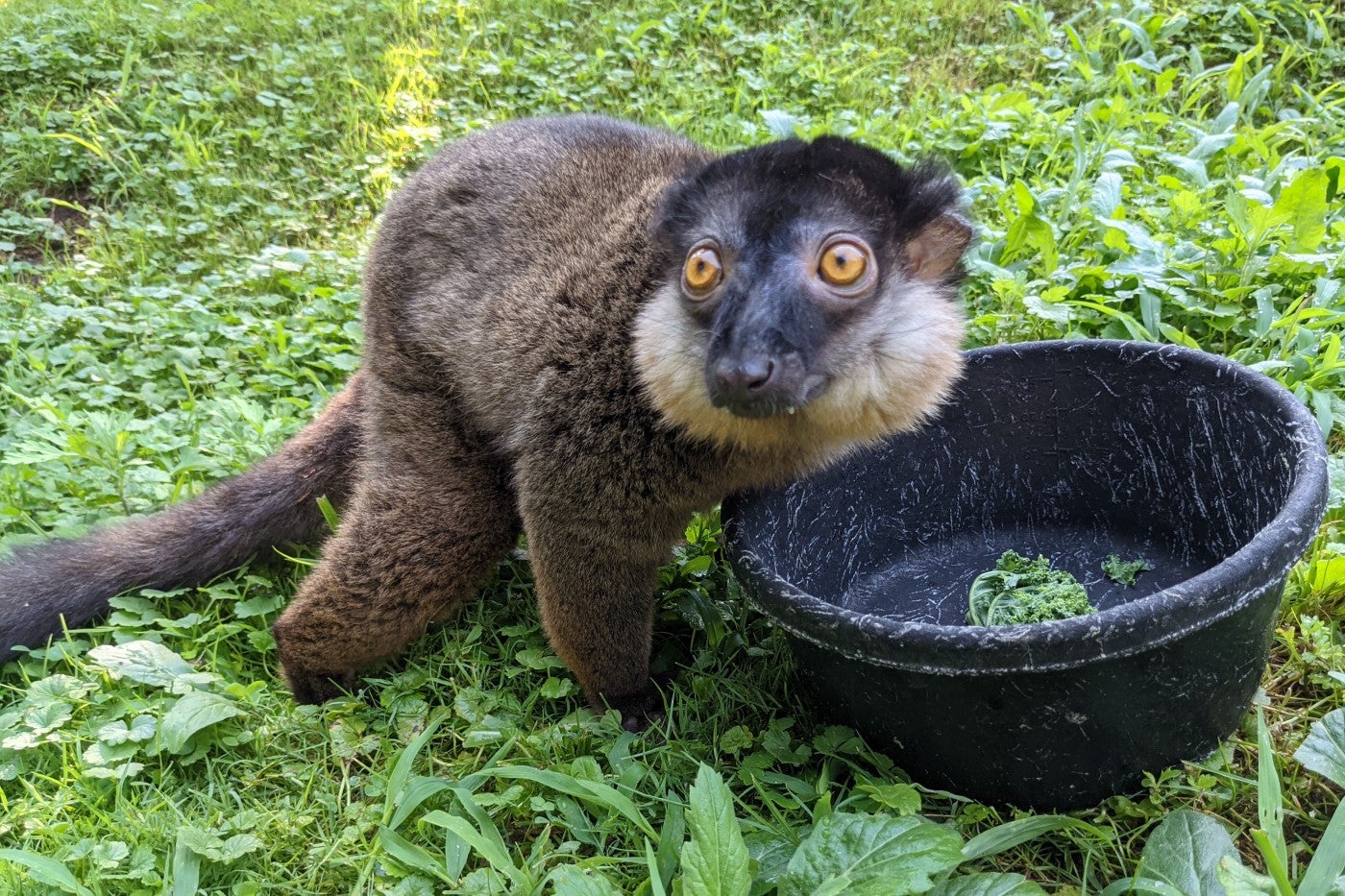 Collared lemur Beemer eats some vegetable in his outdoor habitat. 