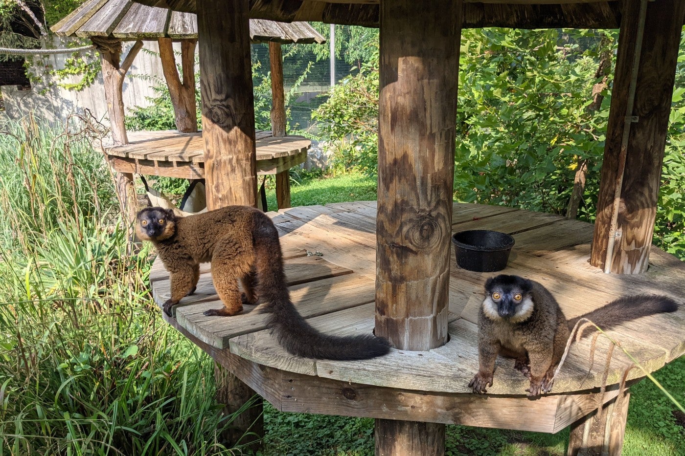 Collared lemur brothers Bentley (left) and Beemer (right) sit in a wooden hut in their outdoor habtat.