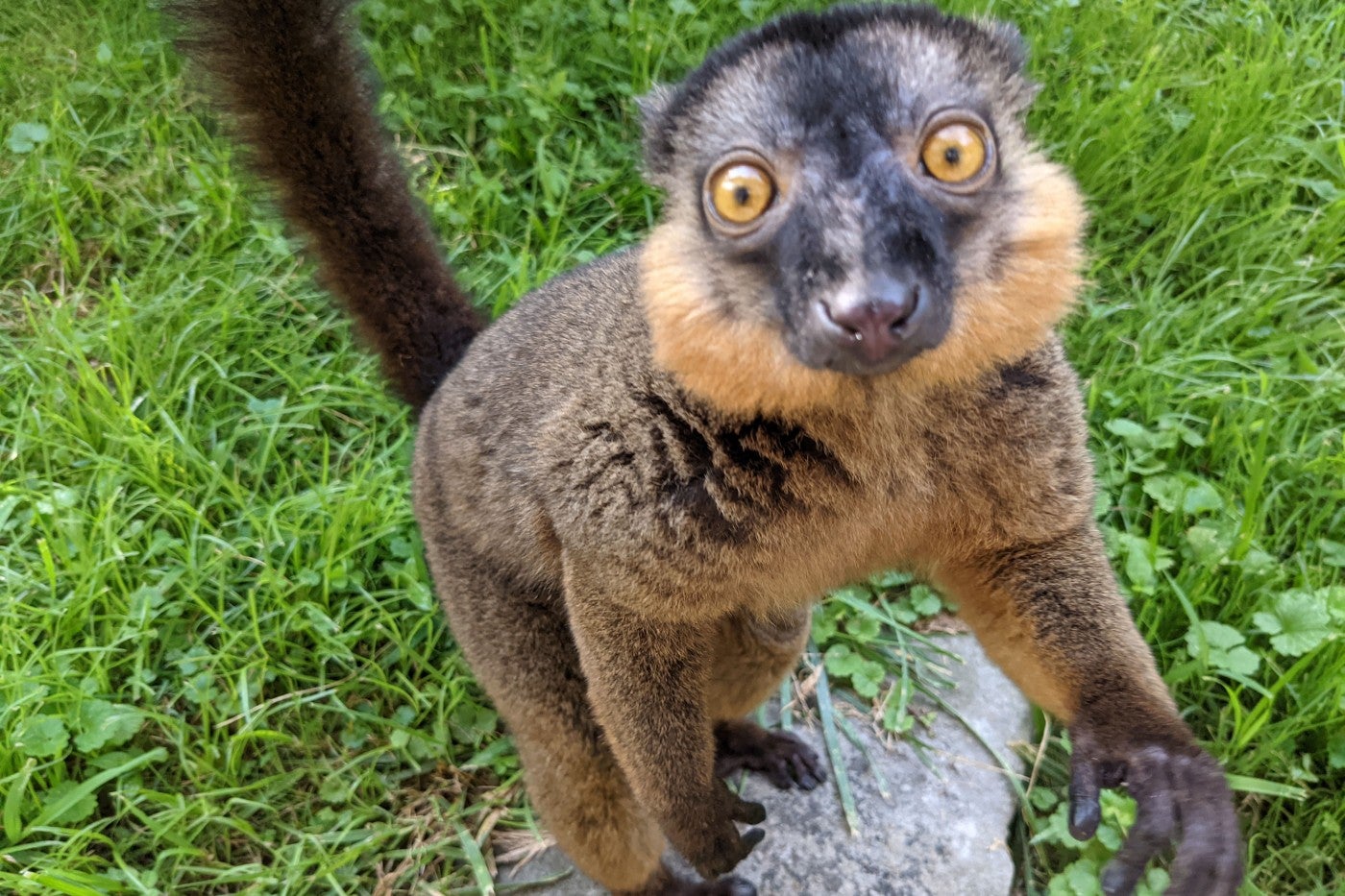 Collared lemur Bentley standing and looking up at the viewer. 
