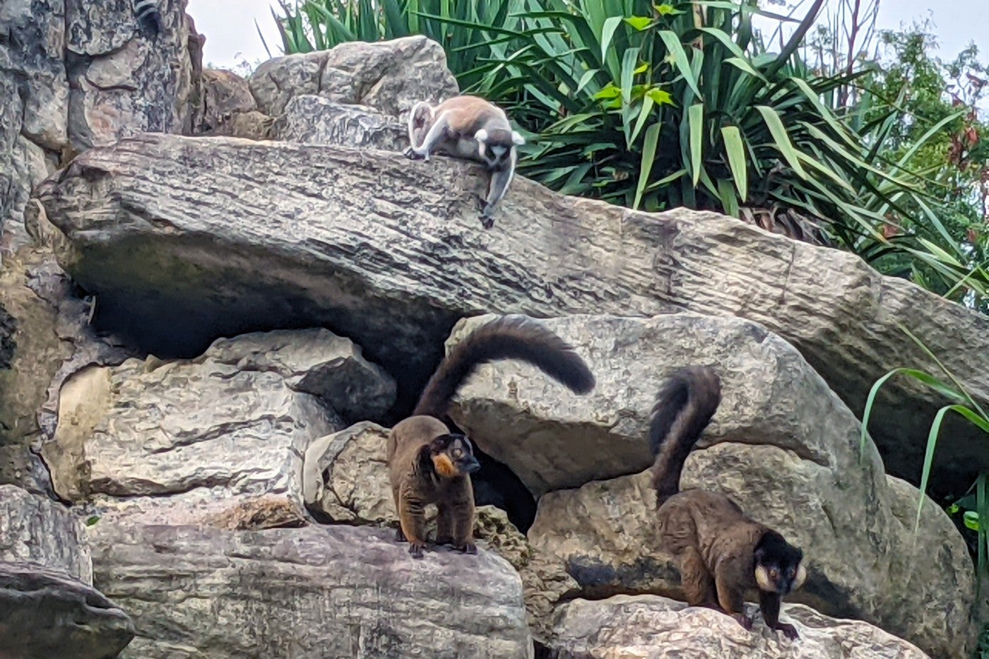 Collared lemurs and ring-tailed lemurs on the rocks at Lemur Island. 