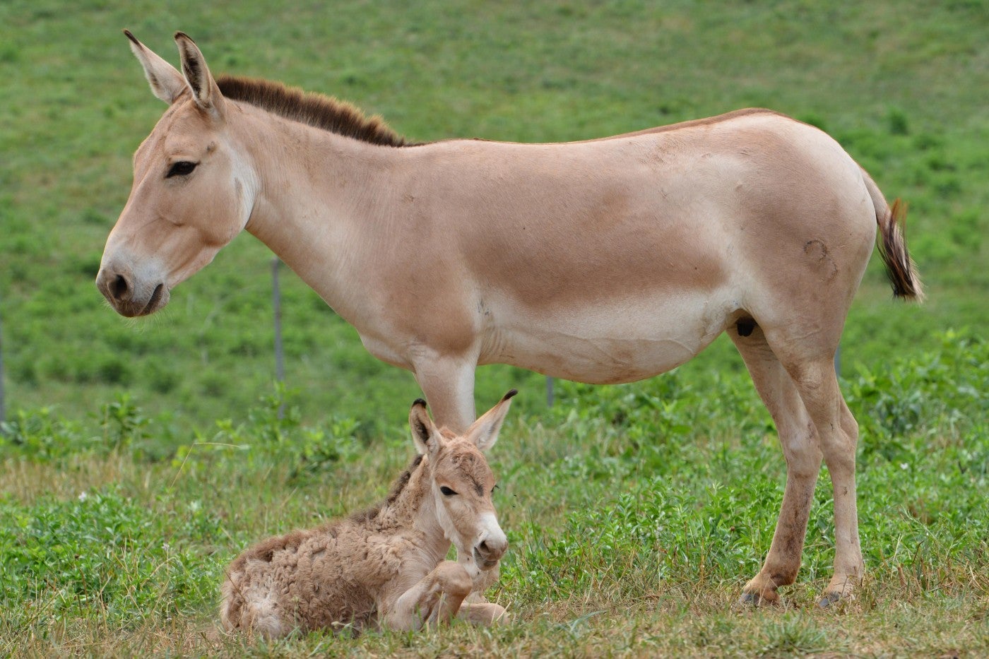 A Persian onager filly and her mother at the Smithsonian Conservation Biology Institute.