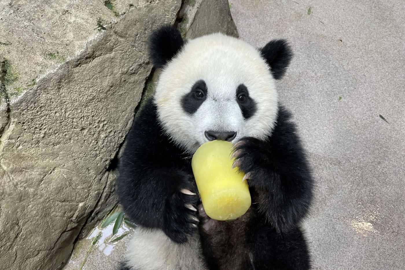 Giant panda cub Xiao Qi Ji lays on his back and eats an apple juice fruitsicle in his indoor enclosure. 