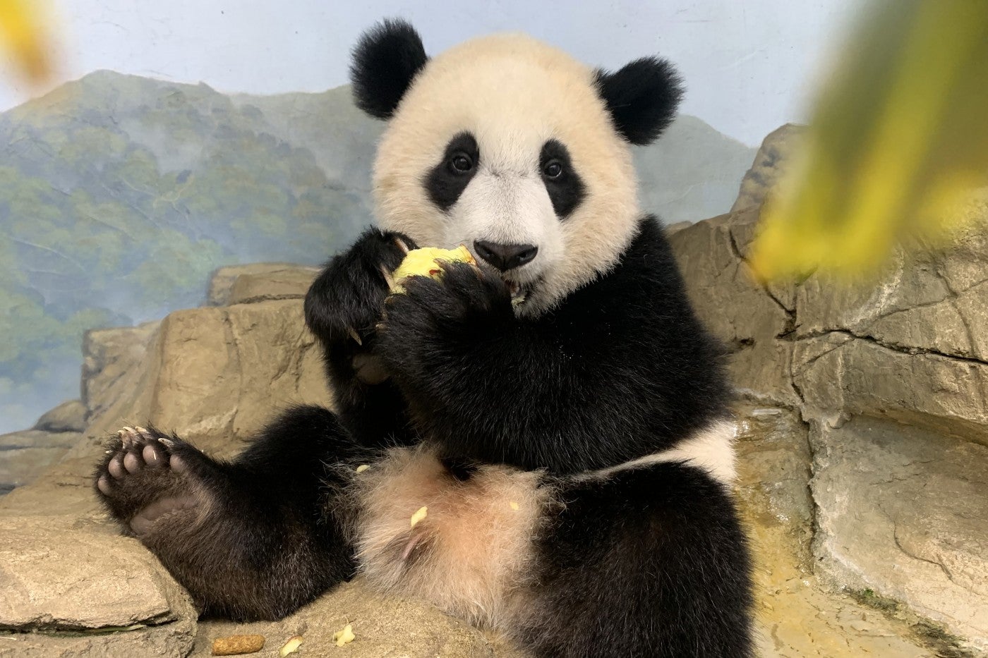 Giant panda cub Xiao Qi Ji sits atop the rockwork eating an apple.