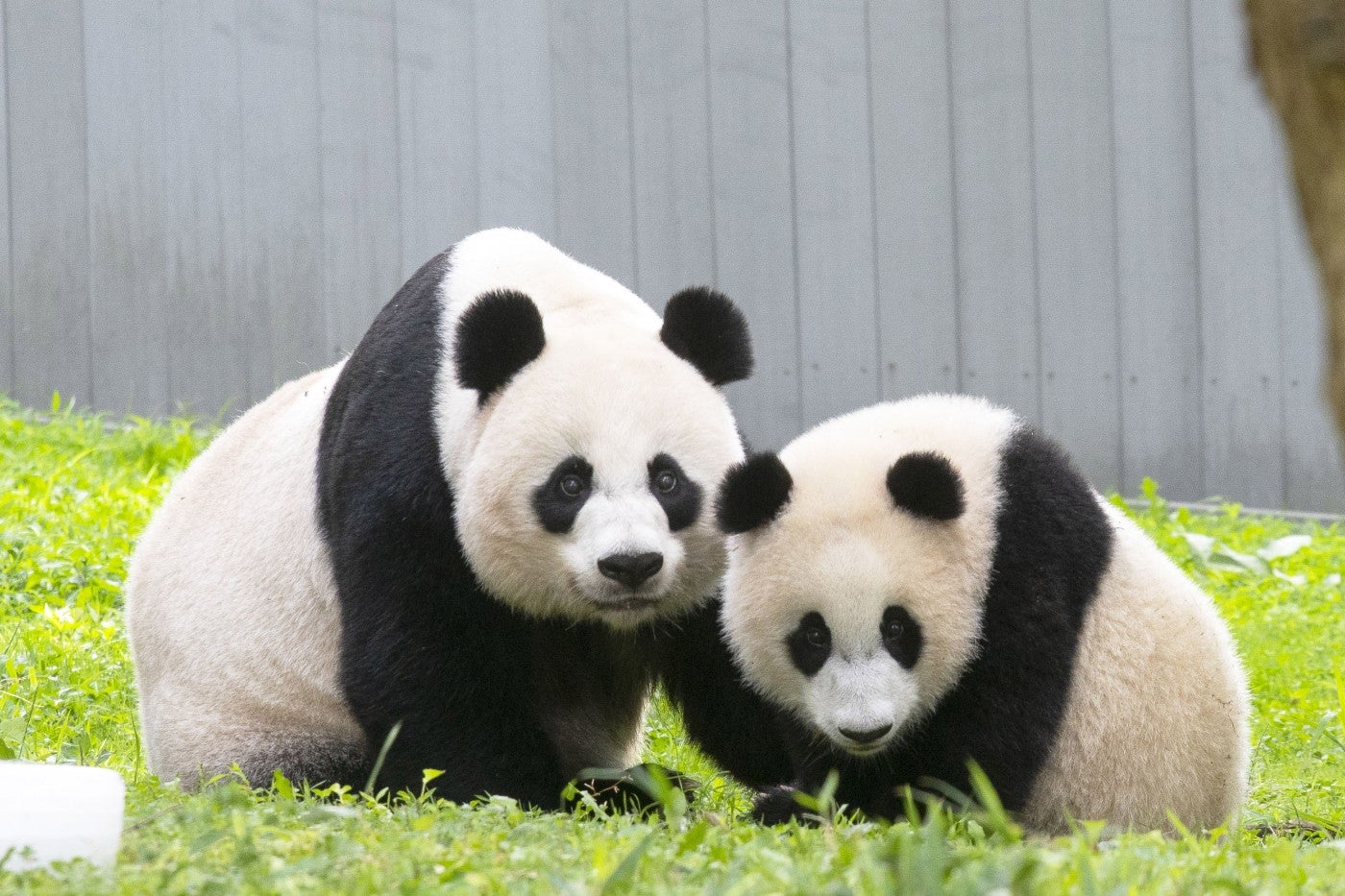 Giant panda mother Mei Xiang (left) and her son Xiao Qi Ji (right) sit next to each other in the grass. 