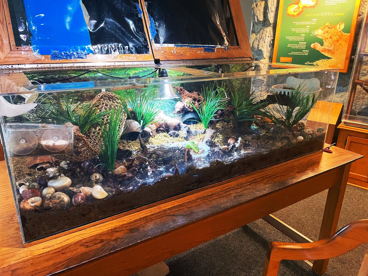 A tank containing plants, shells, rope nets and land hermit crabs. 