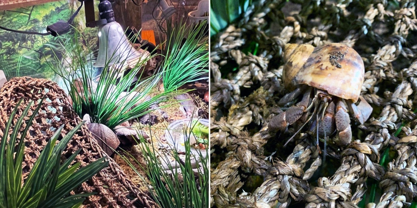 Left: A close-up image of the rope netting and plants in the revamped hermit crab exhibit. Right: a hermit crab rests on the netting.