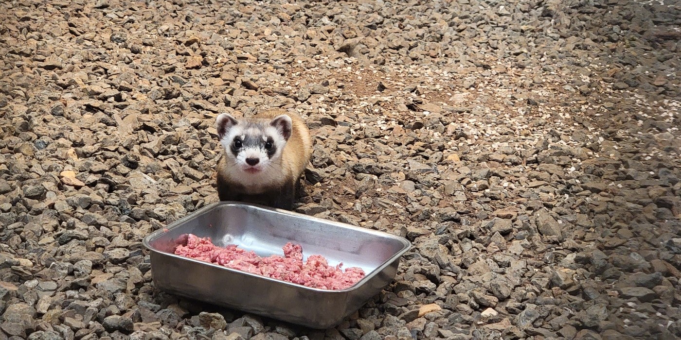 Female 3-month-old black-footed ferret kit, Aster, stands behind a silver tray filled with meat.