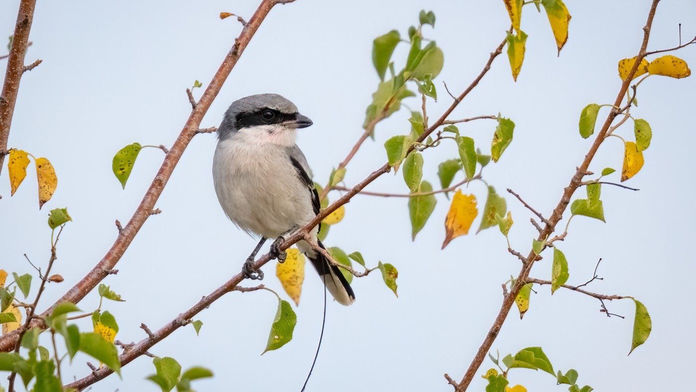 Birder Dan Pay photographed this loggerhead shrike Sept. 3, 2021, at Port Weller East Pier in Ontario, Canada. The bands tell scientists that this bird hatched at SCBI in summer 2021! 