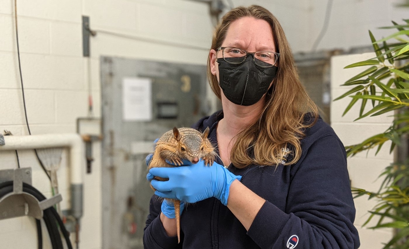 Zoo nutritionist, Erin, poses for the camera holding a screaming hairy armadillo. Erin is wearing a black mask, navy jacket and light blue latex gloves. Sherman's front paws are on Erin's left hand.