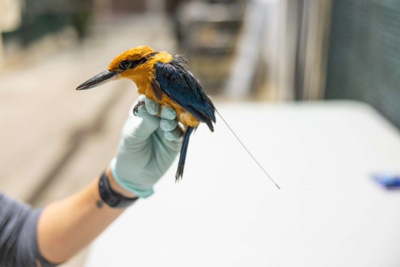 An animal keepers holds a Guam kingfisher bird in a gloved hand; the bird is wearing a GPS transmitter on its back