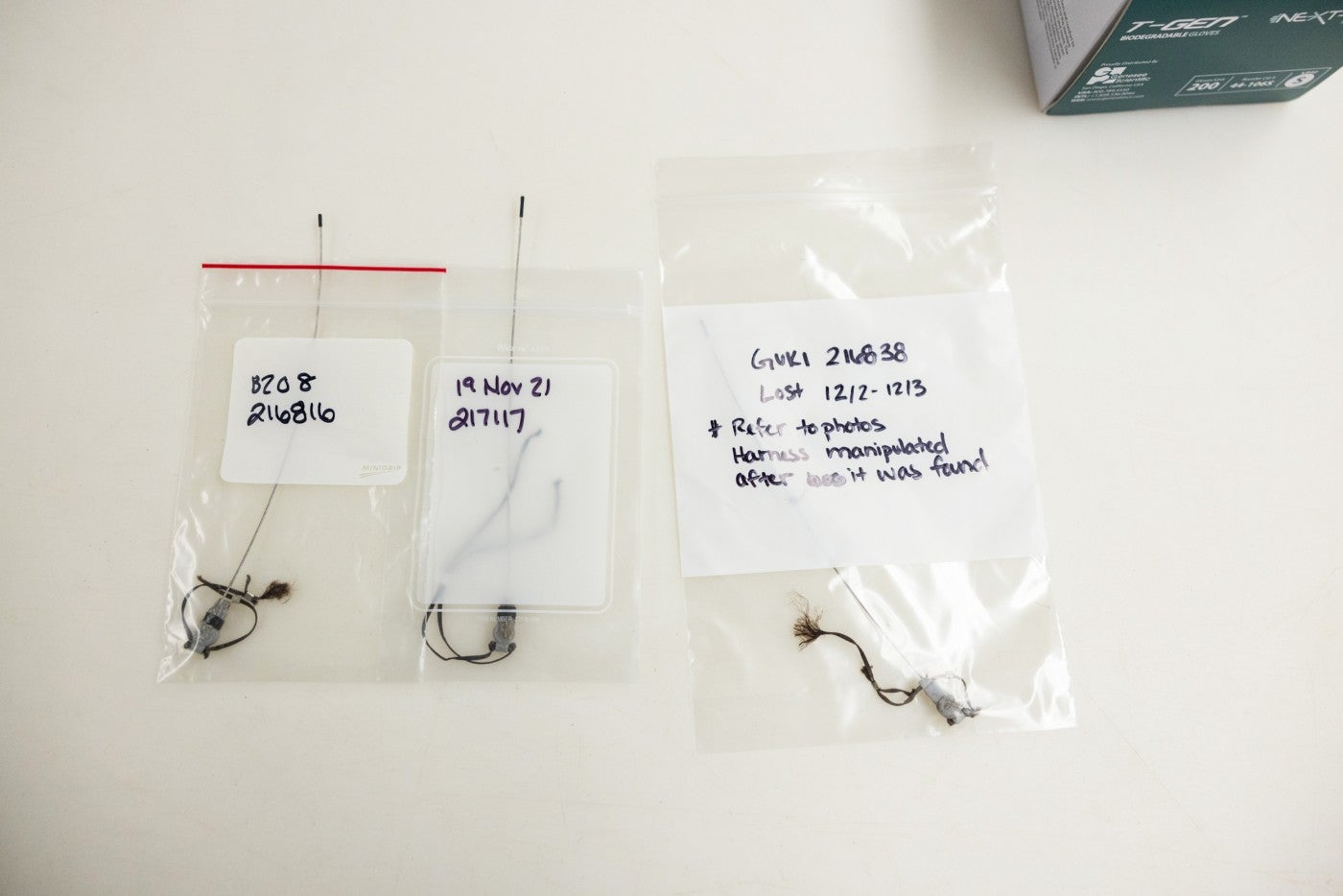 Three Guam kingfisher tracking harnesses stored in individual plastic bags atop a table
