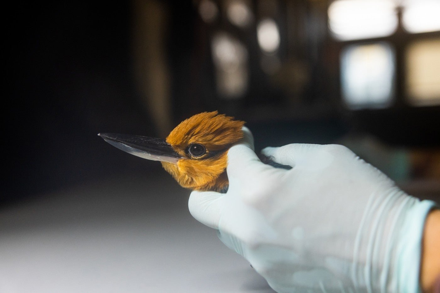 An animal keeper holds a Guam kingfisher bird in gloved hands