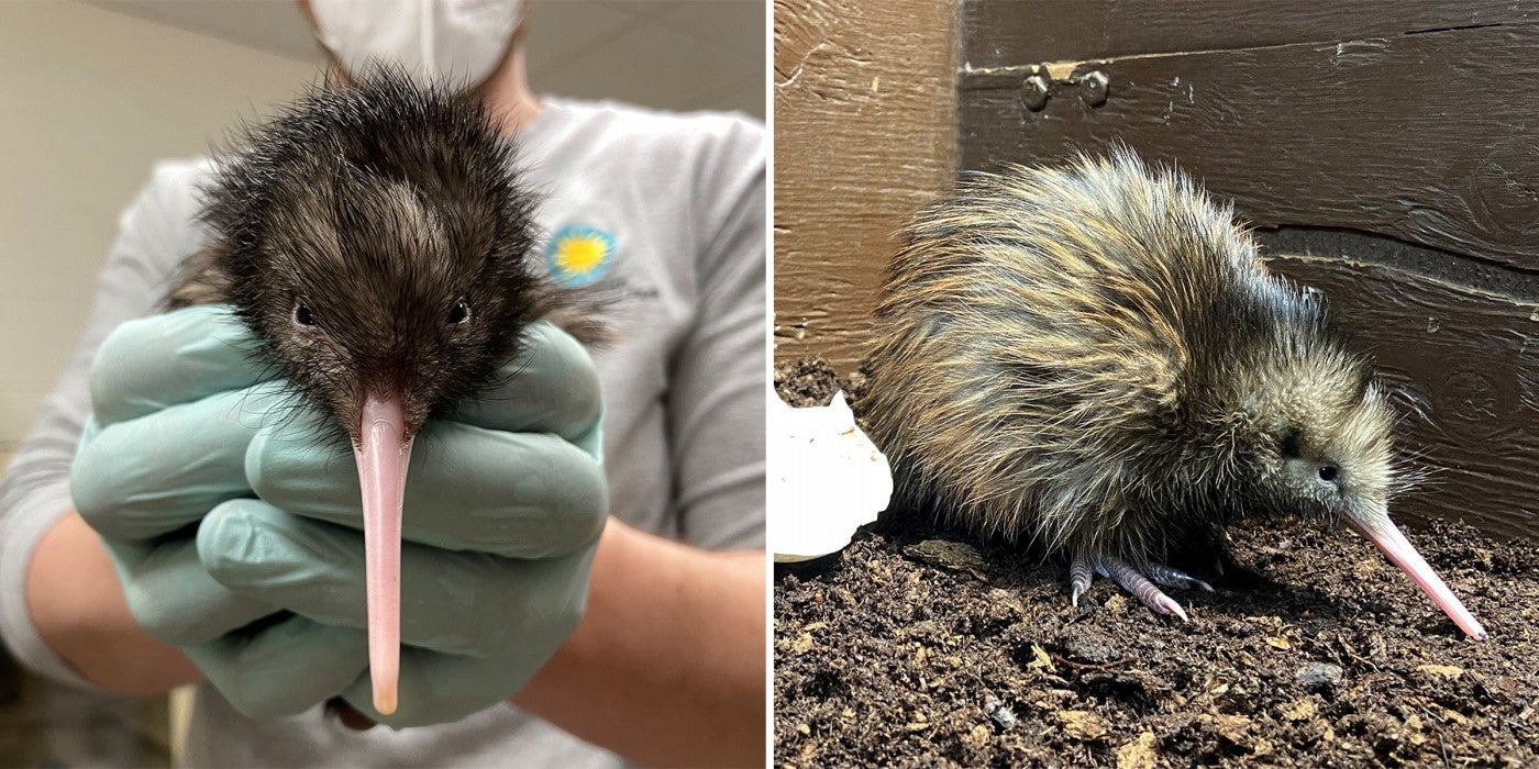 In spring 2022, SCBI keepers welcomed two male kiwi chicks. 