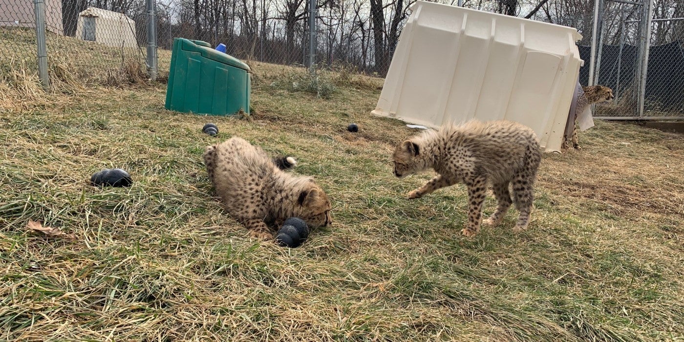 Two 6-month-old cheetah cubs play outside in the grass with black Kong toys. The cub on the left is laying down with a Kong in between it's front legs and under its chin. The cub on the right is approaching the other cub.