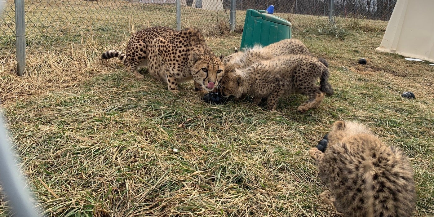 Female cheetah, Rosalie, and three of her 6-month-old cubs play with black Kong toys in the grass. Rosalie crouches next to a Kong and two cubs to her right with their noses to the toy. The third cubs is laying with its back to the camera to the right. 