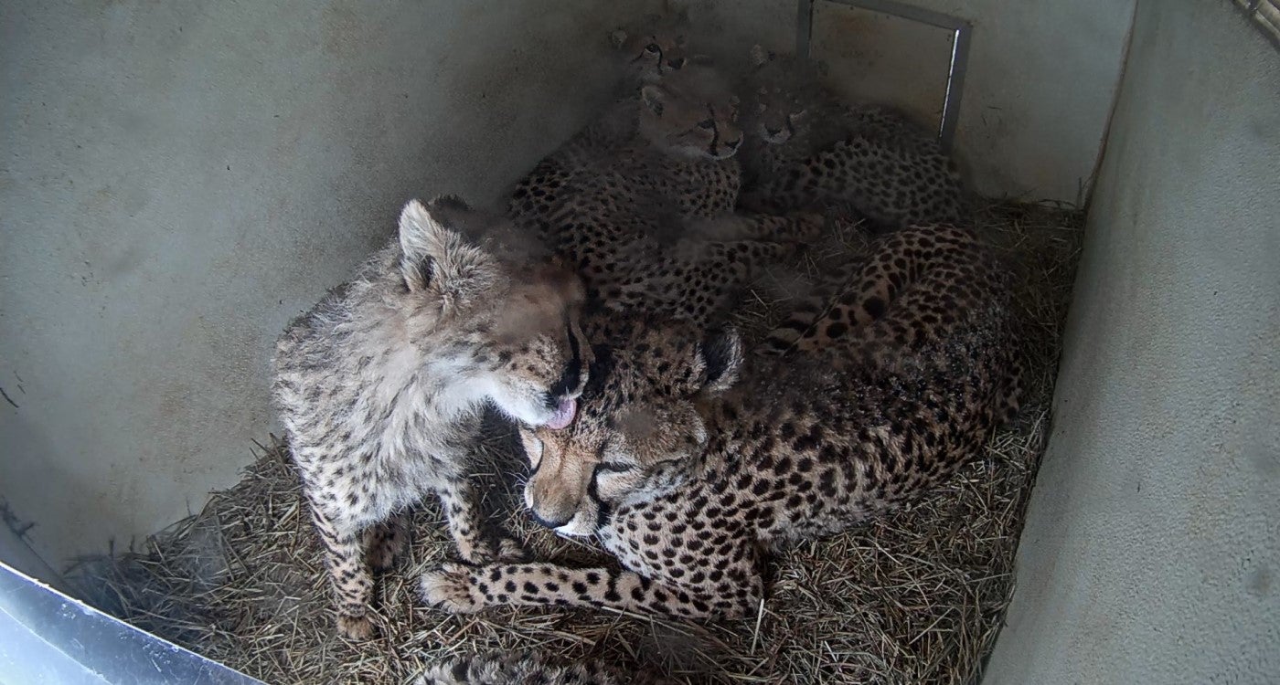 Cheetah mom Rosalie and her four of her 6-month-old cubs gather in their den on the Cheetah Cub Cam. Three of the cubs are curls up together in the back left of the den. Rosalie lays across the middle with the fourth cub on her left, licking her face.