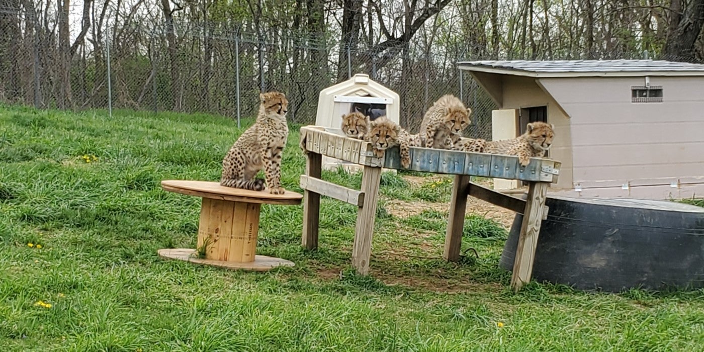 Five 6-month-old cheetah cubs sit and lay on furniture in their outdoor yard. One cub sits on a large wooden spool turned on its side. The spool is to the left of the wooden frame with a firehose bed. The other four cubs lay on the bed.
