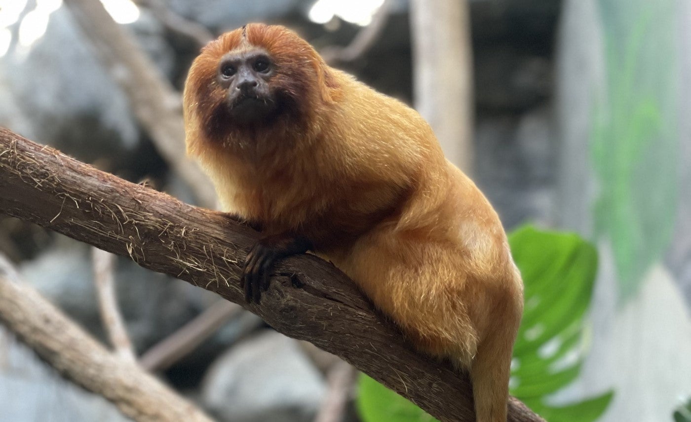 How To Care For Golden Lion Tamarins