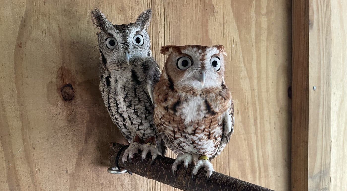 Two eastern screech owls stand next to each other on a perch sticking out of a wooden wall. Teton, a female grey morph (colored), is perched on the left and is closest to the wall. Canyon, a male red morph, is on the right and leaning toward the camera.