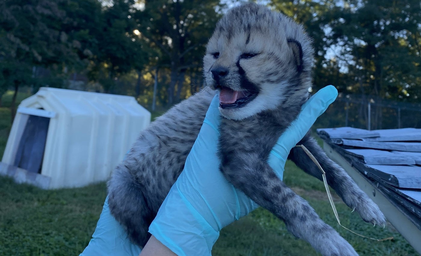A 1-week-old cheetah cub is held by a keeper wearing light blue gloves. The cub appears to be facing the keeper (who is not in the frame, other than their hands) and has it's mouth parted. This photo was taken outside, on a blue-sky day.
