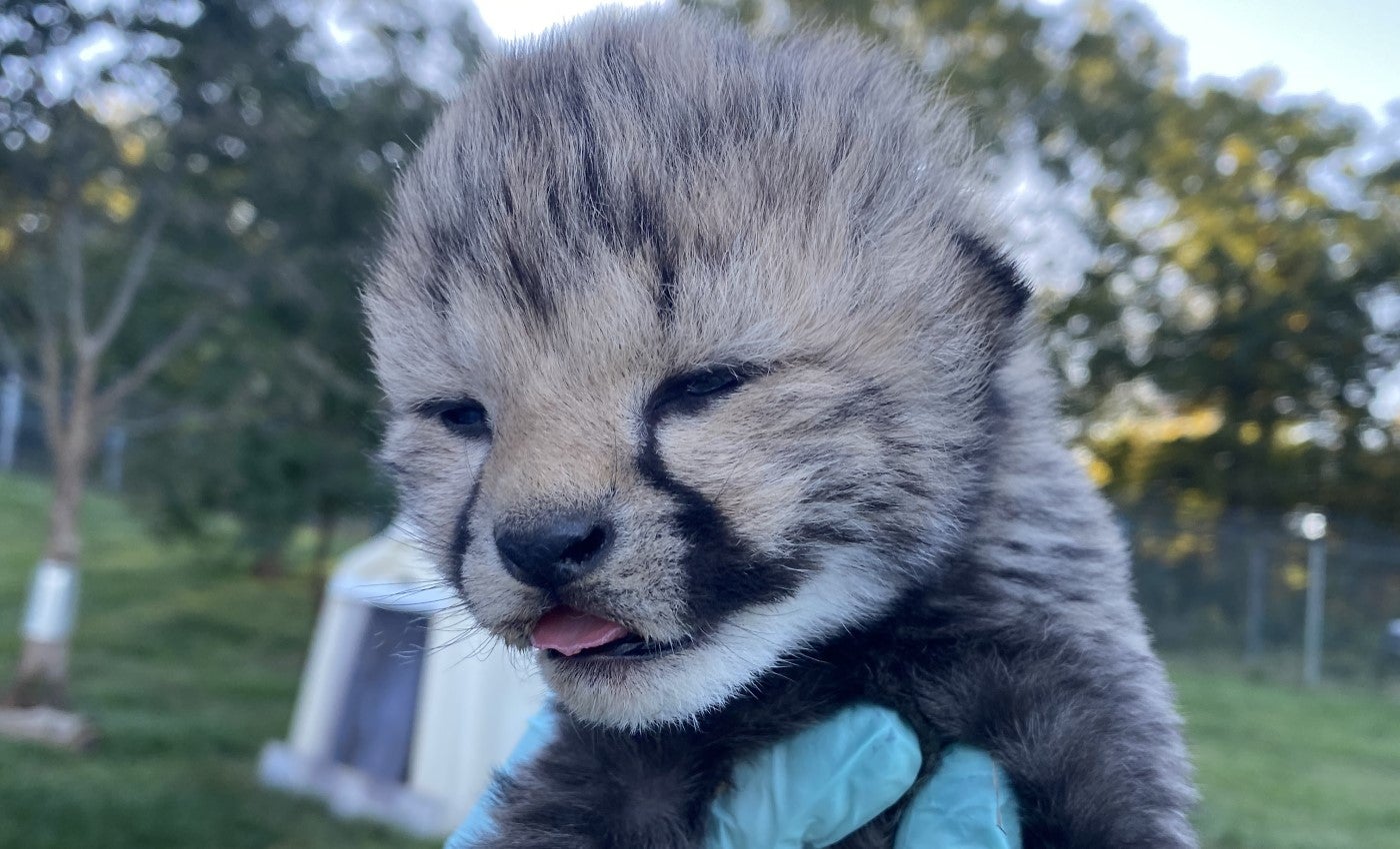 A 1-week-old cheetah cub is held by a keeper wearing light blue gloves. The cub appears to be facing the keeper (who is not in the frame, other than their hands) and has it's tongue sticking out. This photo was taken outside, on a blue-sky day.