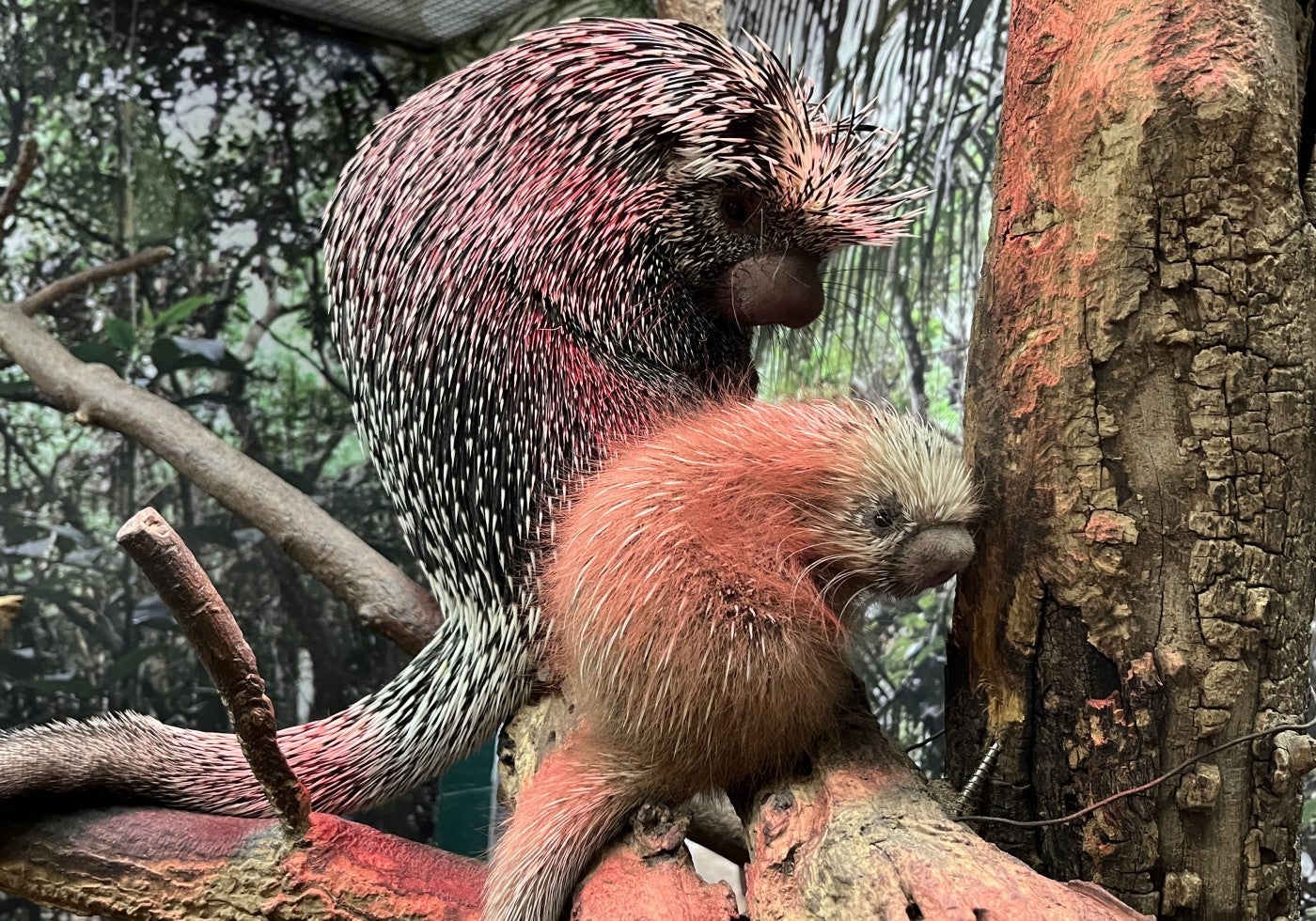 Prehensile-tailed porcupine Beatrix(left) and Fofo (right)