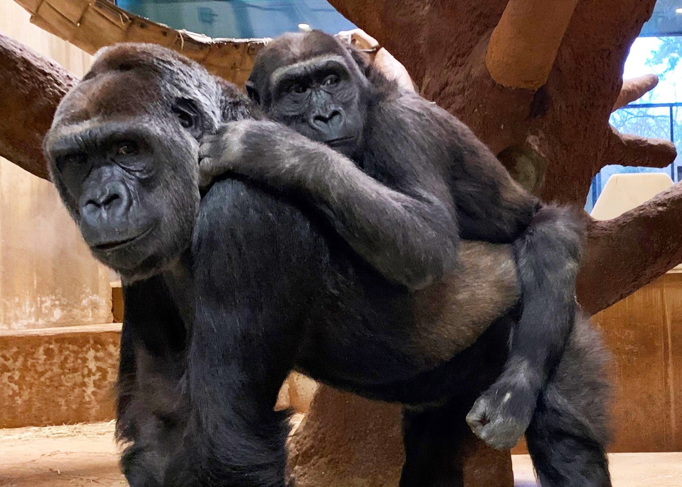 Western lowland gorilla Moke rides on his mother Calaya's back.