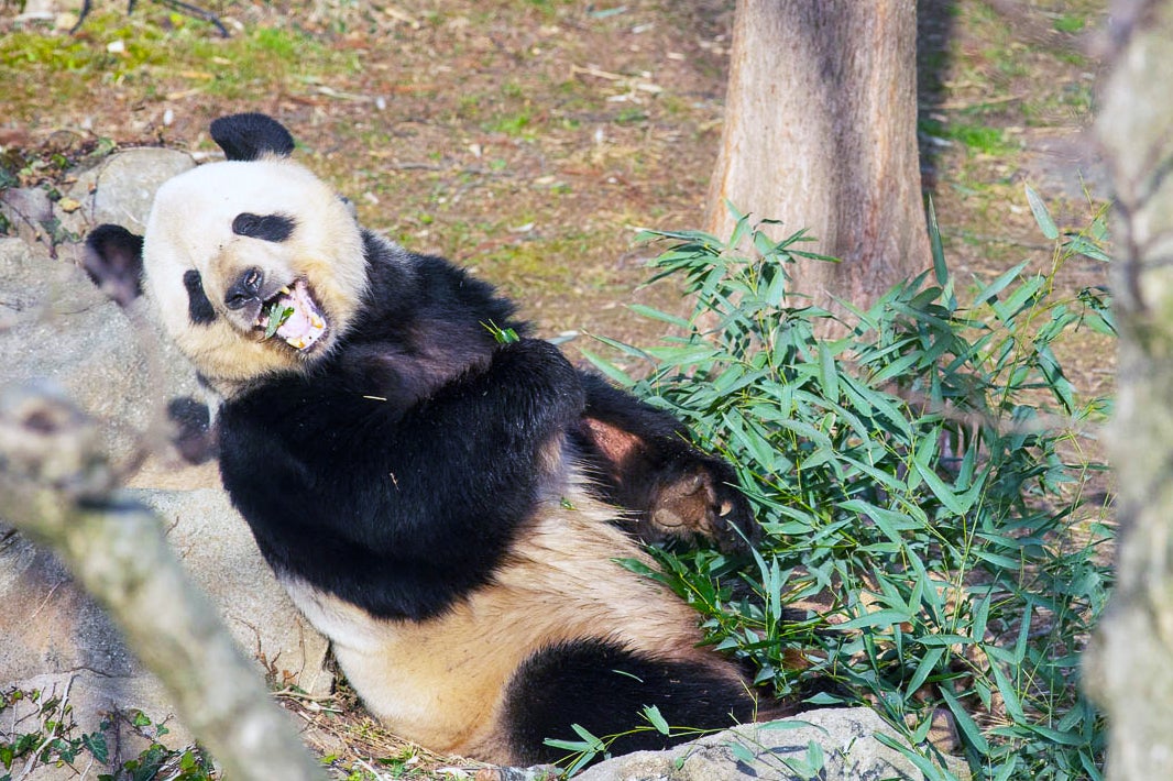 Adult male giant panda Tian Tian soaks up some sun while he eats bamboo. 