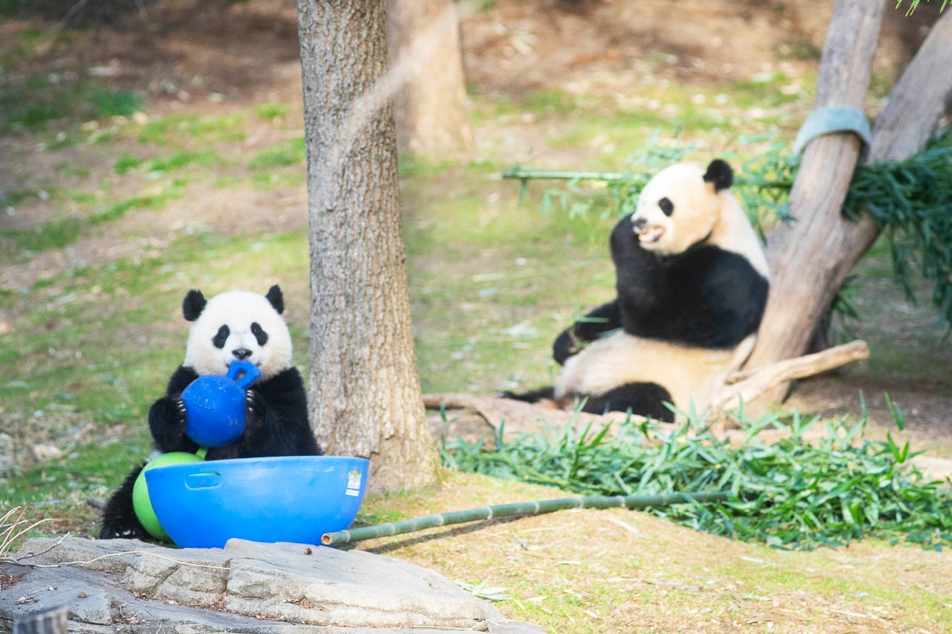 Giant panda cub Xiao Qi Ji plays with an enrichment jolly ball while his mother, Mei Xiang, eats bamboo nearby.
