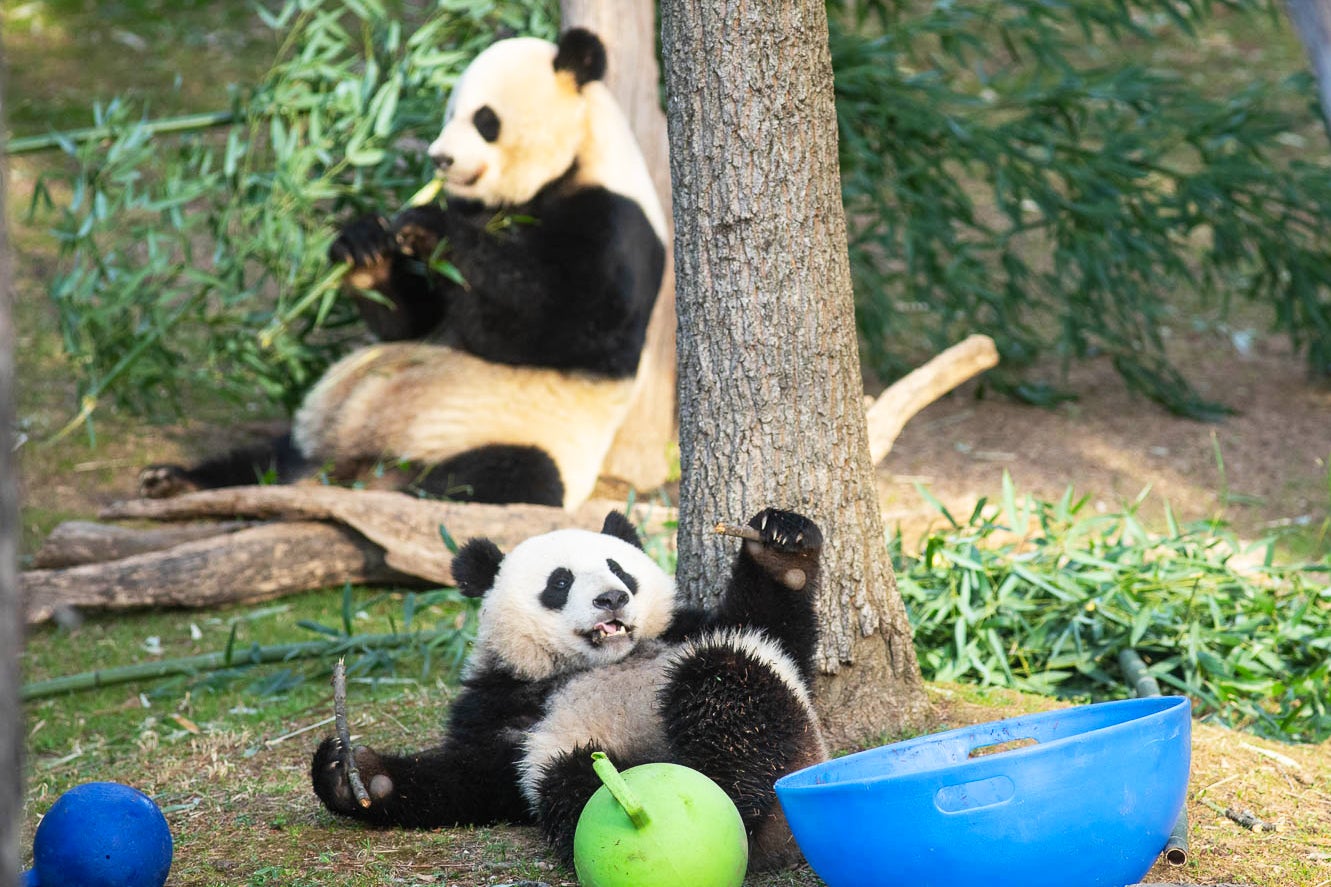 Giant panda cub Xiao Qi Ji plays with his enrichment toys while mother Mei Xiang eats breakfast nearby.