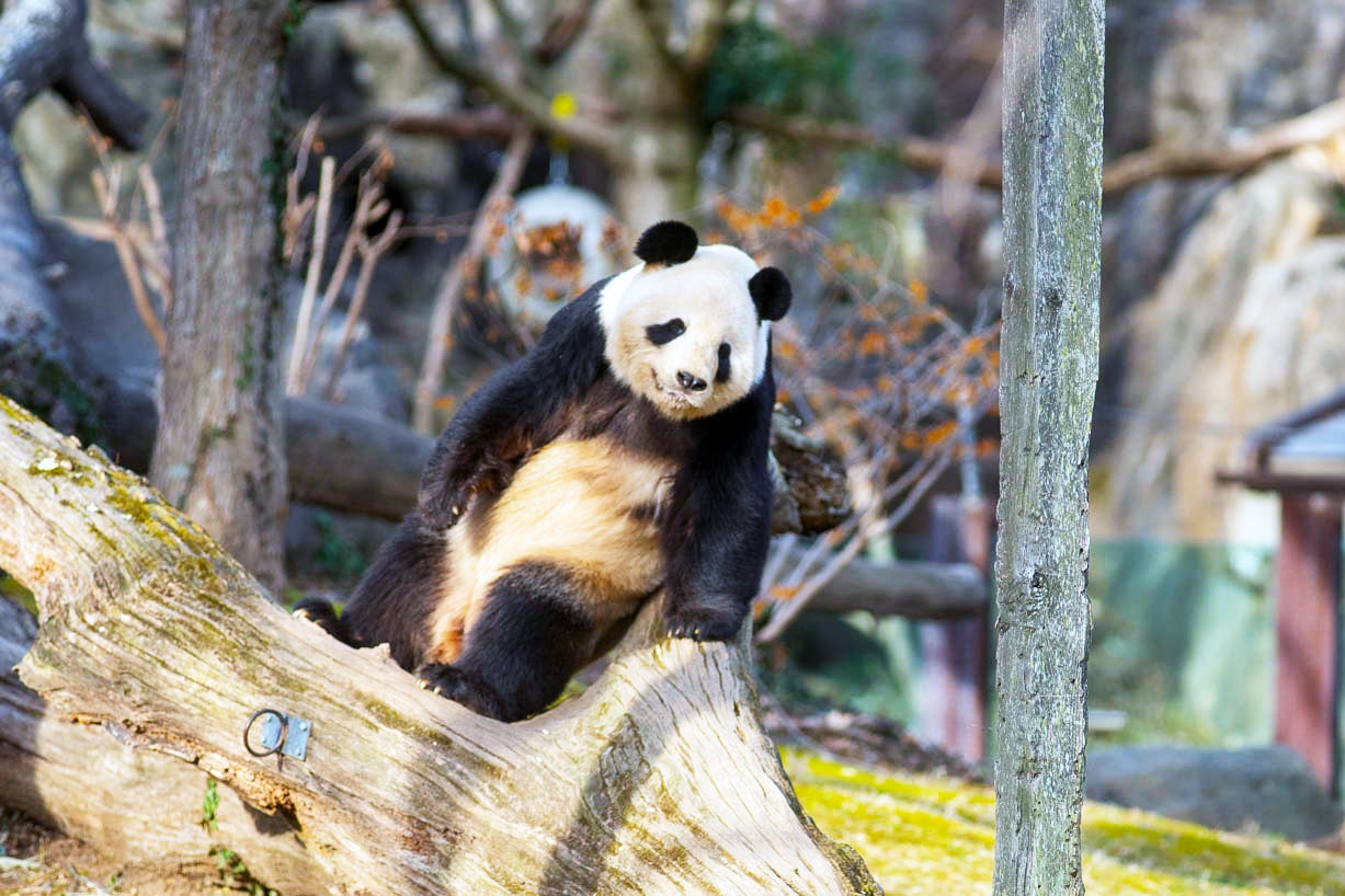 Giant panda Tian Tian patrols his exhibit. During rut, he is very active and playful!