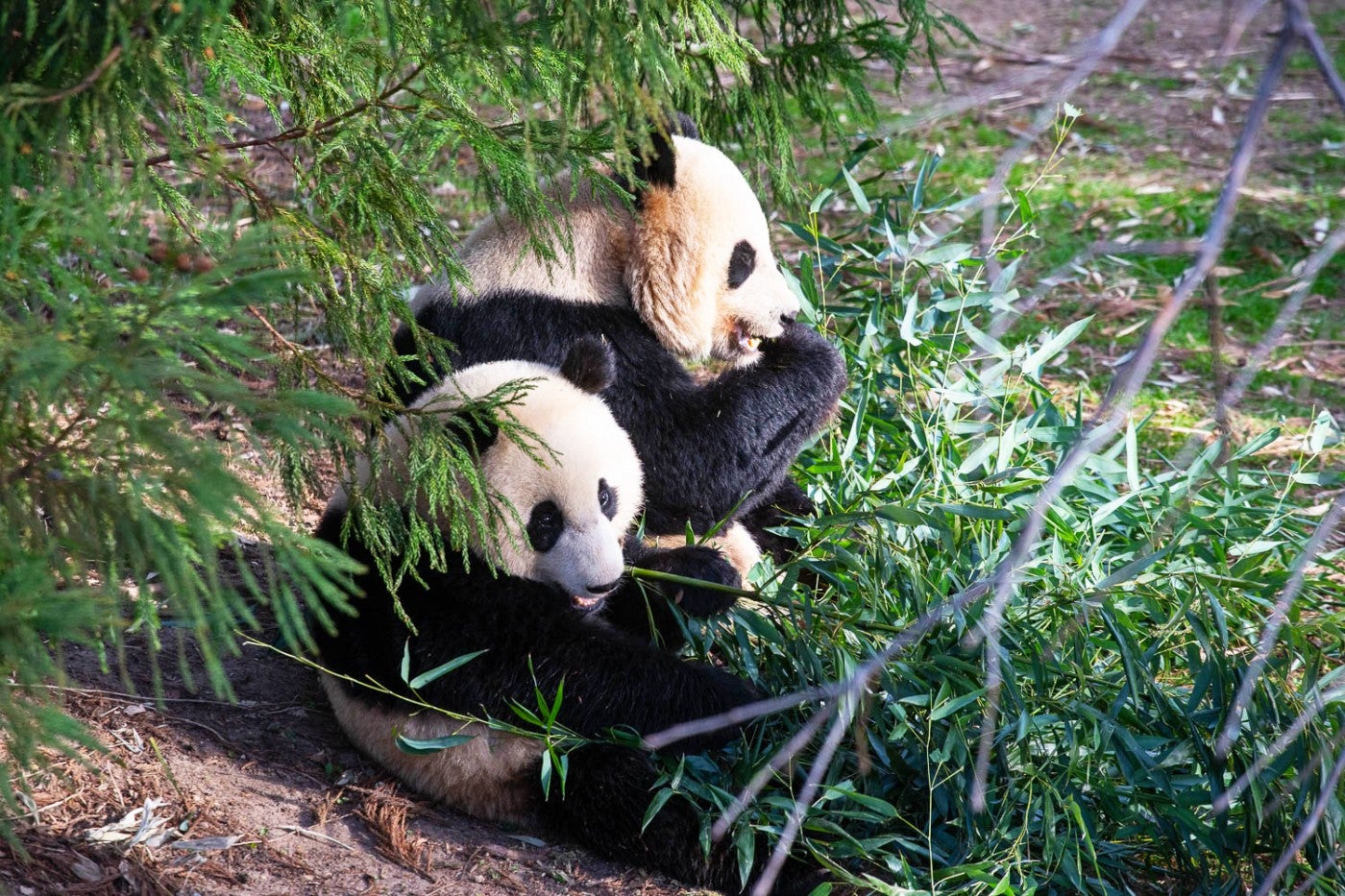 Giant panda Xiao Qi Ji (foreground) and his mother Mei Xiang eat bamboo side-by-side.