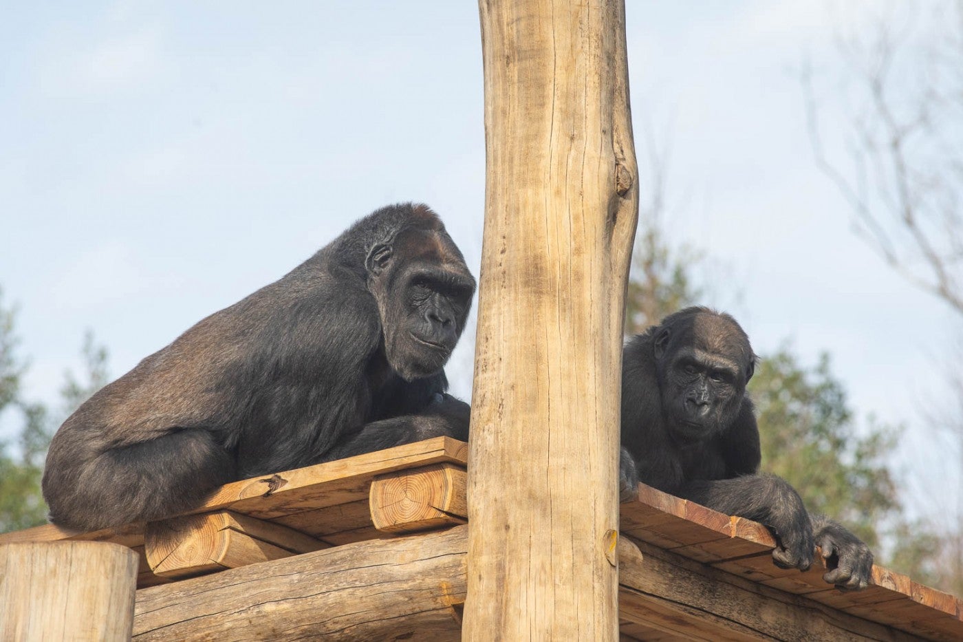 Western lowland gorillas Calaya and her son Moke people-watch from the top of their climbing structure