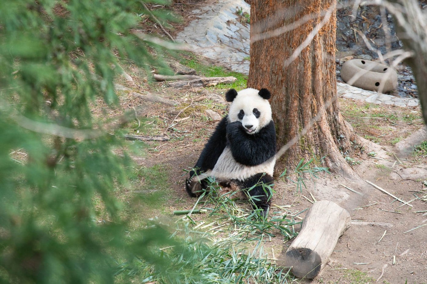 Giant panda Xiao Qi Ji eats bamboo in his outdoor habitat. 