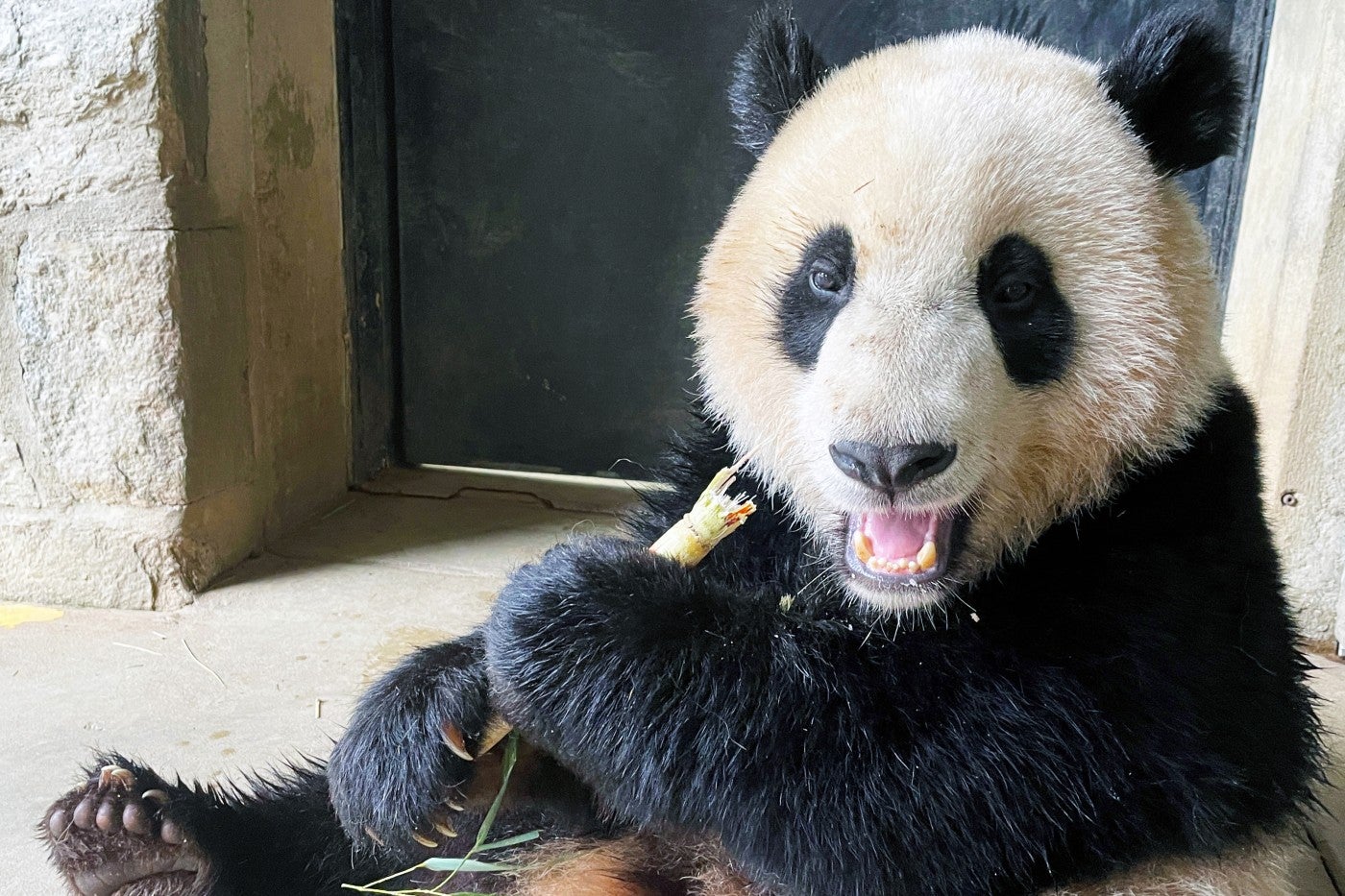 Giant panda cub Xiao Qi Ji snacks on a piece of sugar cane near the Panda House. 