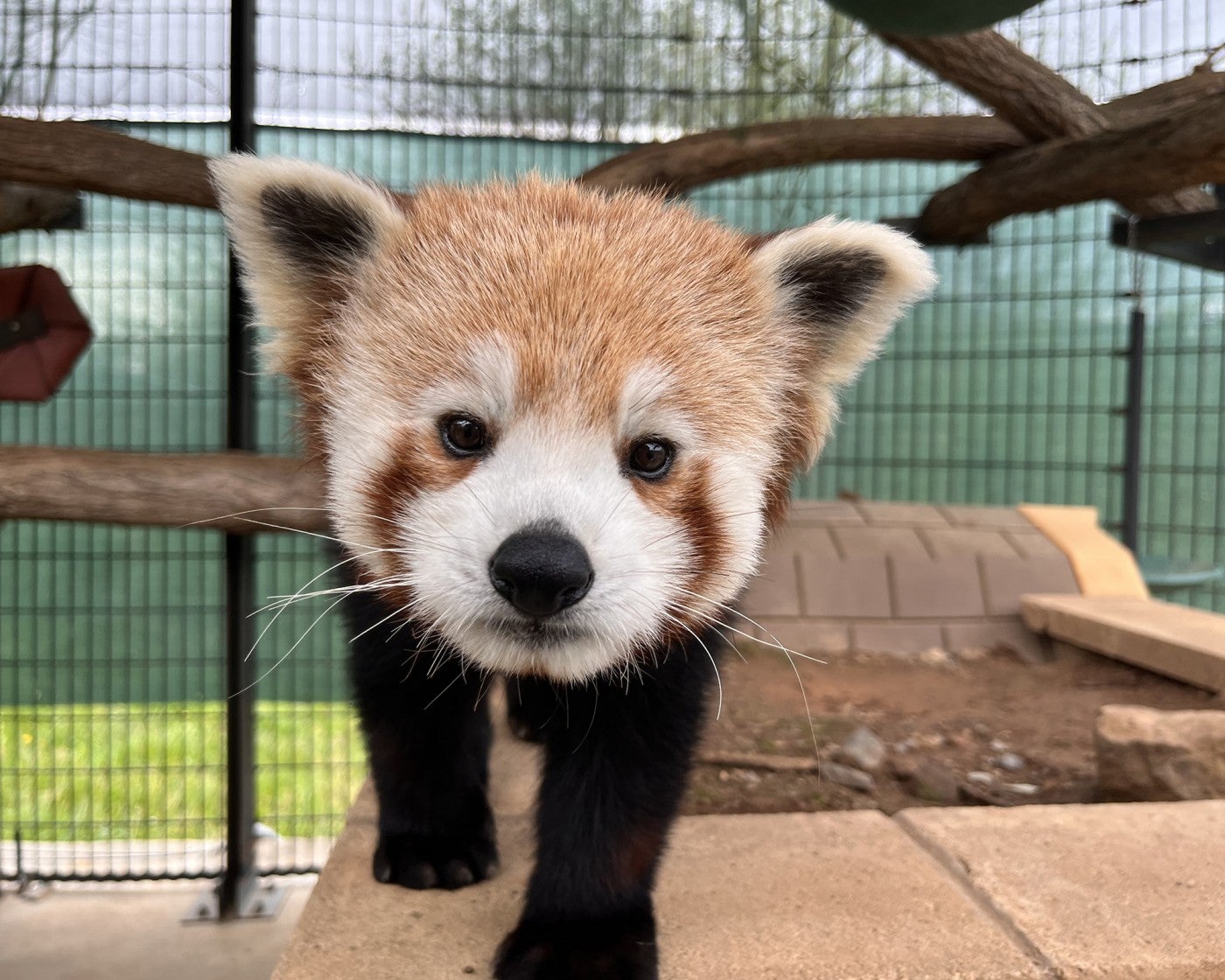 Male red panda Taizong has a recommendation to breed with Scarlet. 