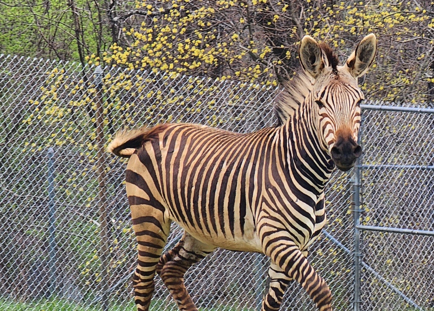 Zebra walks by a fence