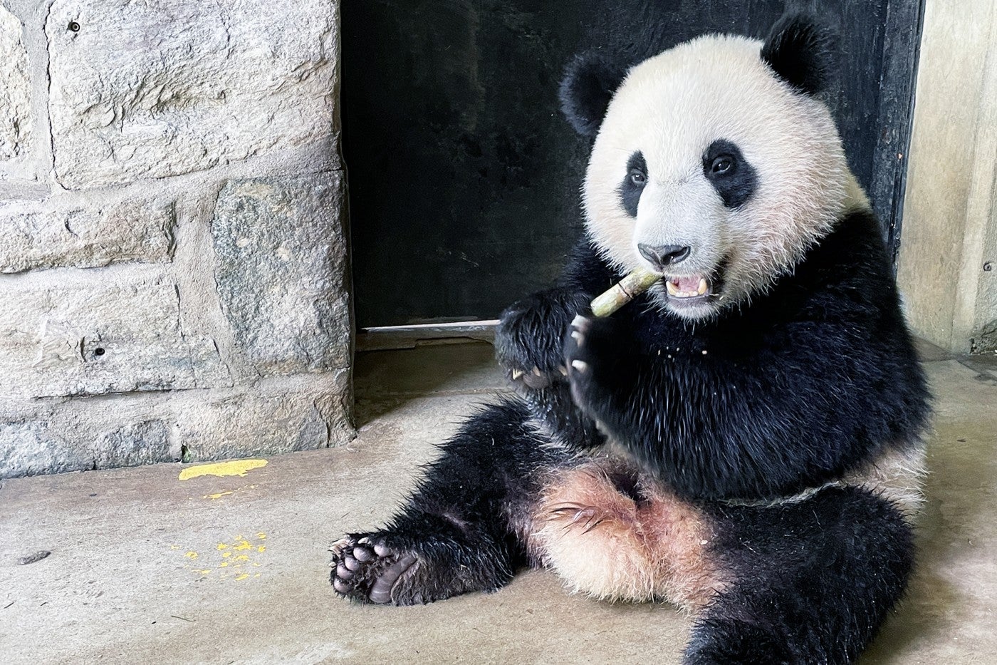 Giant panda Xiao Qi Ji eats a piece of sugar cane in the apron between his indoor and outdoor habitats. 