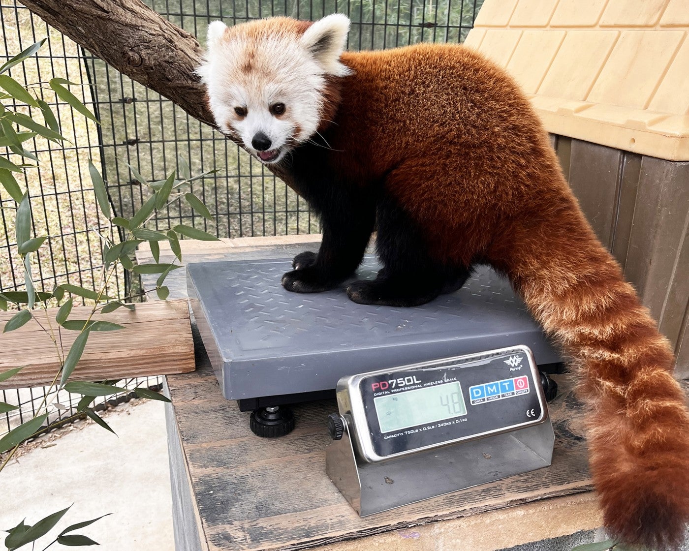 Red panda Scarlet is trained to climb upon a scale so keepers can monitor her weight. 