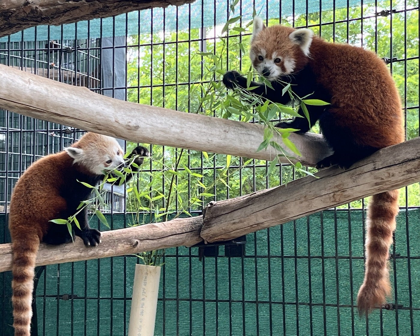 Red pandas Rocket and Xena snack on bamboo in their enclosure. 