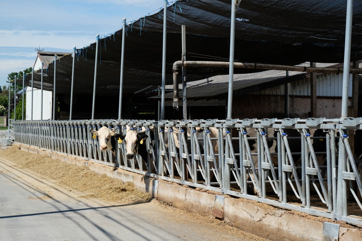 Two cows poke their heads through the slats at a feedlot on a dairy farm