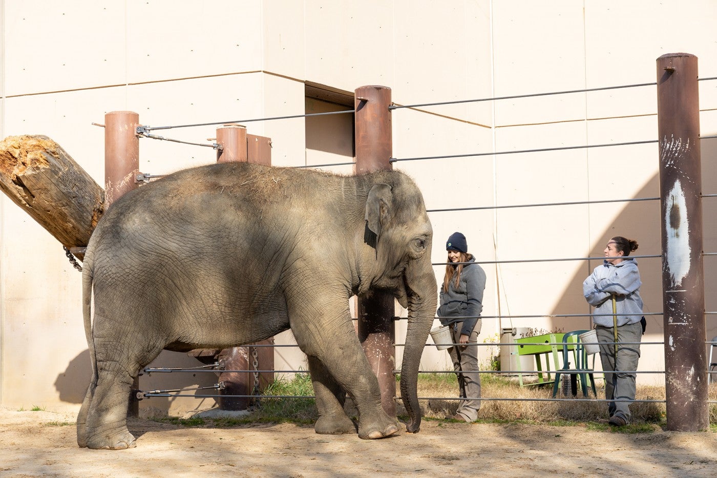 Asian elephant Nhi Linh greets her keepers, including Rebecca Riley (right).